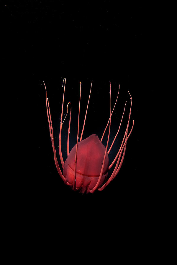 Helmet Jellyfish Drifting In The Deep Sea Norway Photograph By Franco