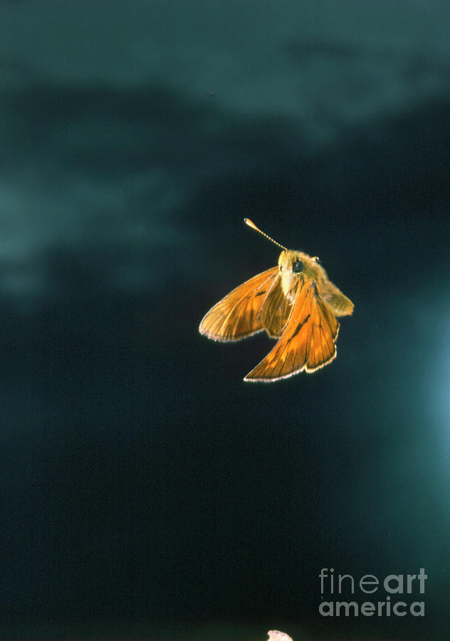 High Speed Photo Of A Large Skipper Butterfly Photograph By Dr John