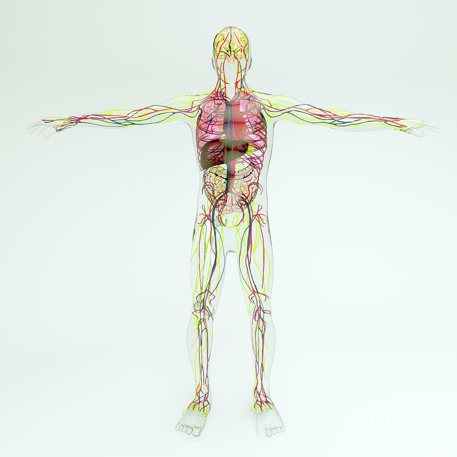 Human Circulatory System Photograph By Biolution Gmbh Science Photo