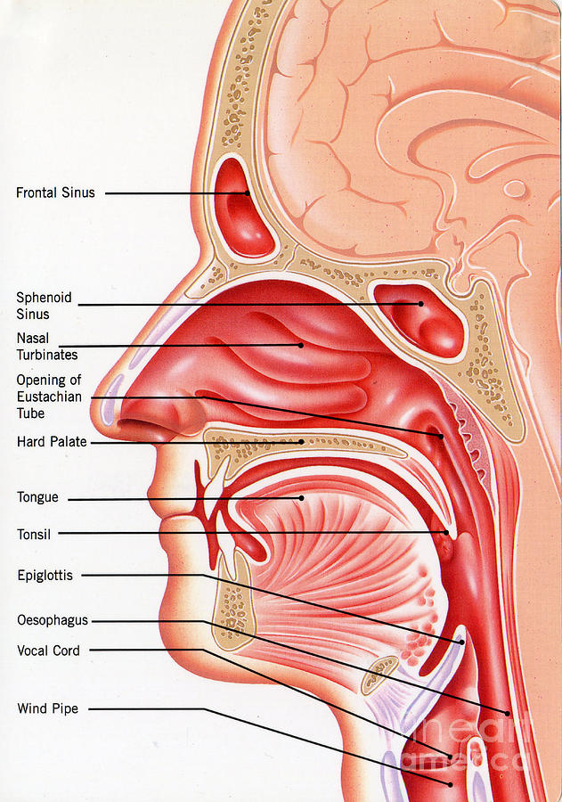 Human Head Anatomy Photograph By John Bavosi Science Photo Library Pixels