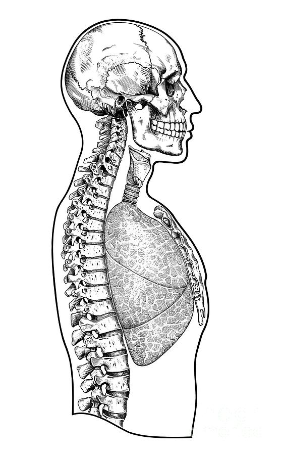 Human Head And Torso Photograph By John Bavosi Science Photo Library