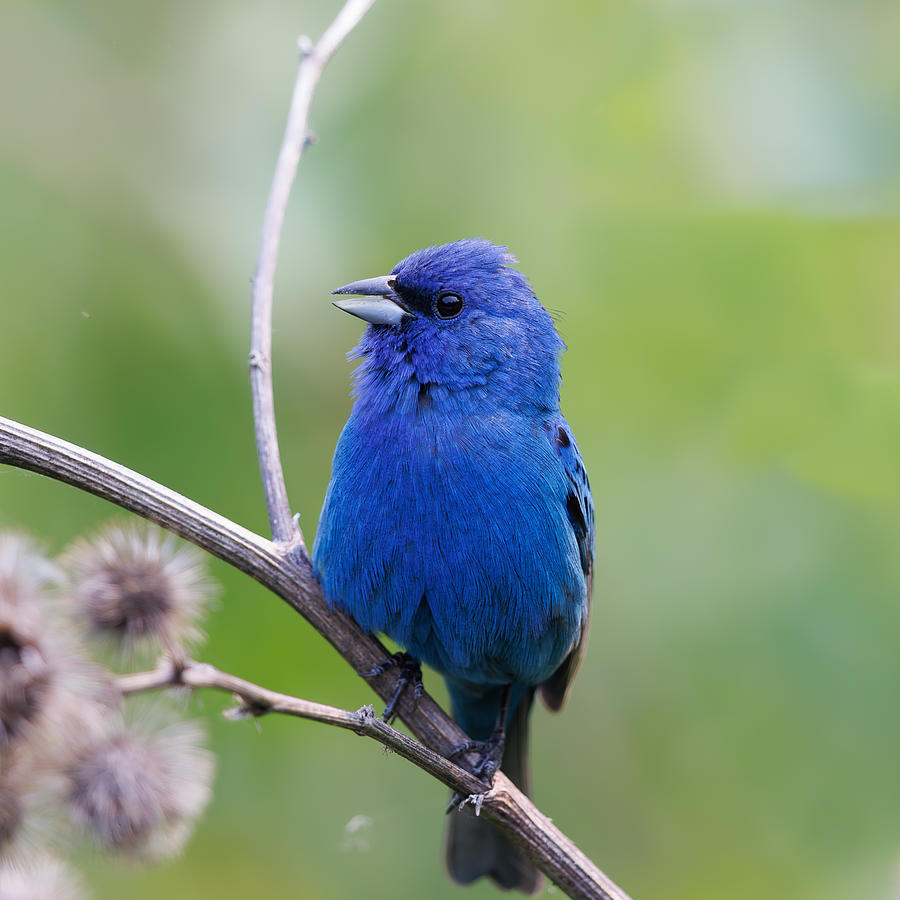 Indigo Bunting Bird Photograph By Davidhx Chen Fine Art America