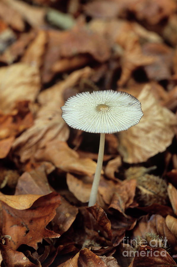 Ink Cap Mushroom By John Wright Science Photo Library