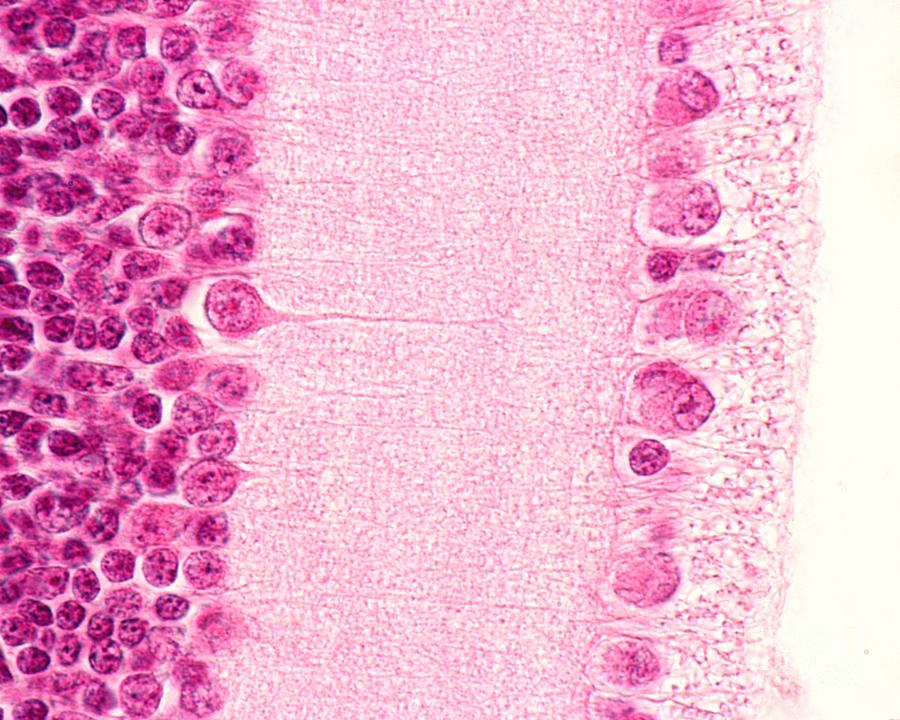 Inner Layers Of The Retina Photograph By Jose Calvo Science Photo Library