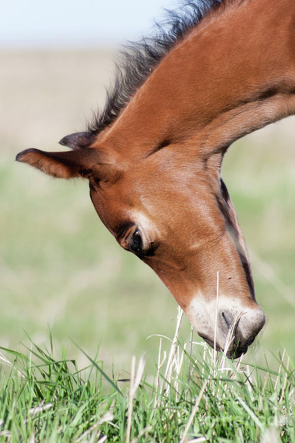 Inquisitive Mind Photograph By Ingrid Heckel Fine Art America