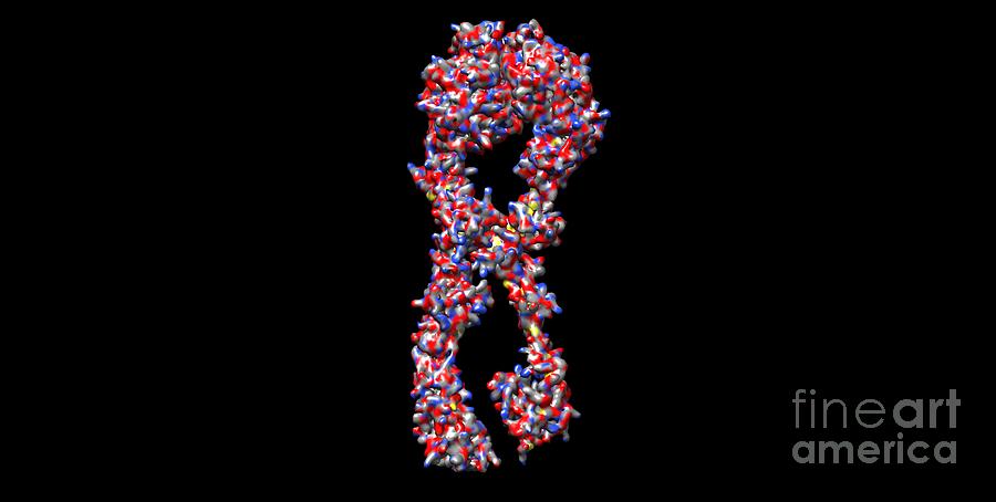 Integrin A B Structure Photograph By Dr Victor Padilla Sanchez Phd