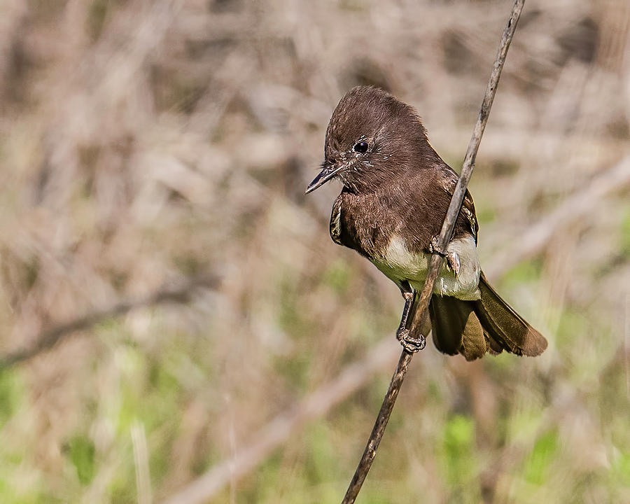 Juvenile Black Phoebe In San Elijo Photograph By Morris Finkelstein