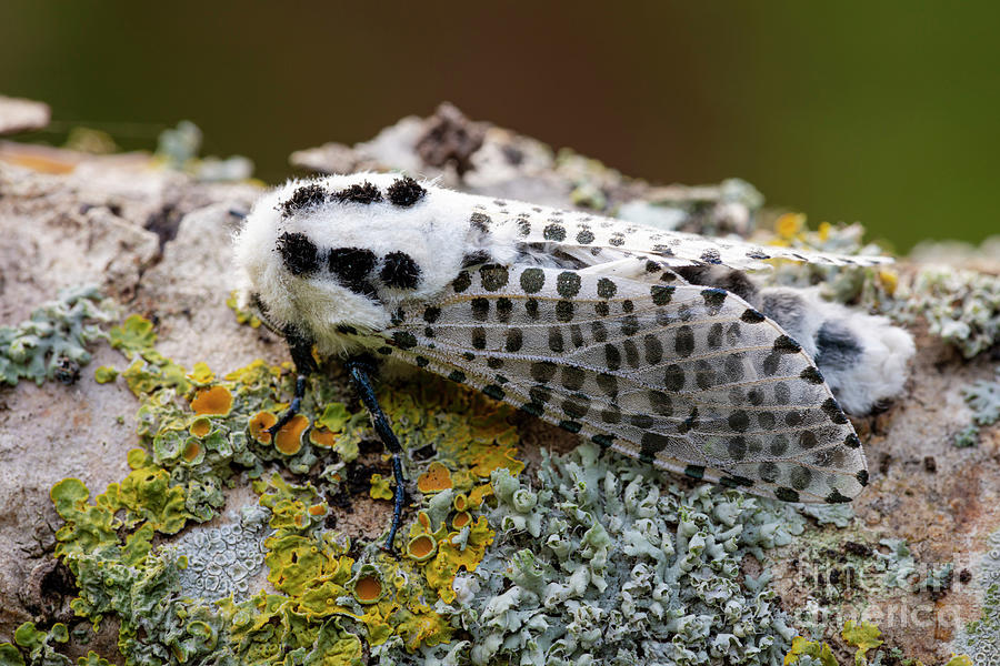 Leopard Moth Photograph By Heath Mcdonald Science Photo Library Fine