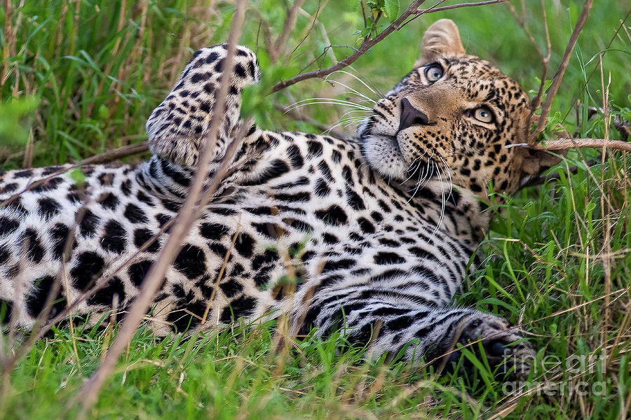 Leopard Playing In Grass Photograph By Bryan Pereira Pixels