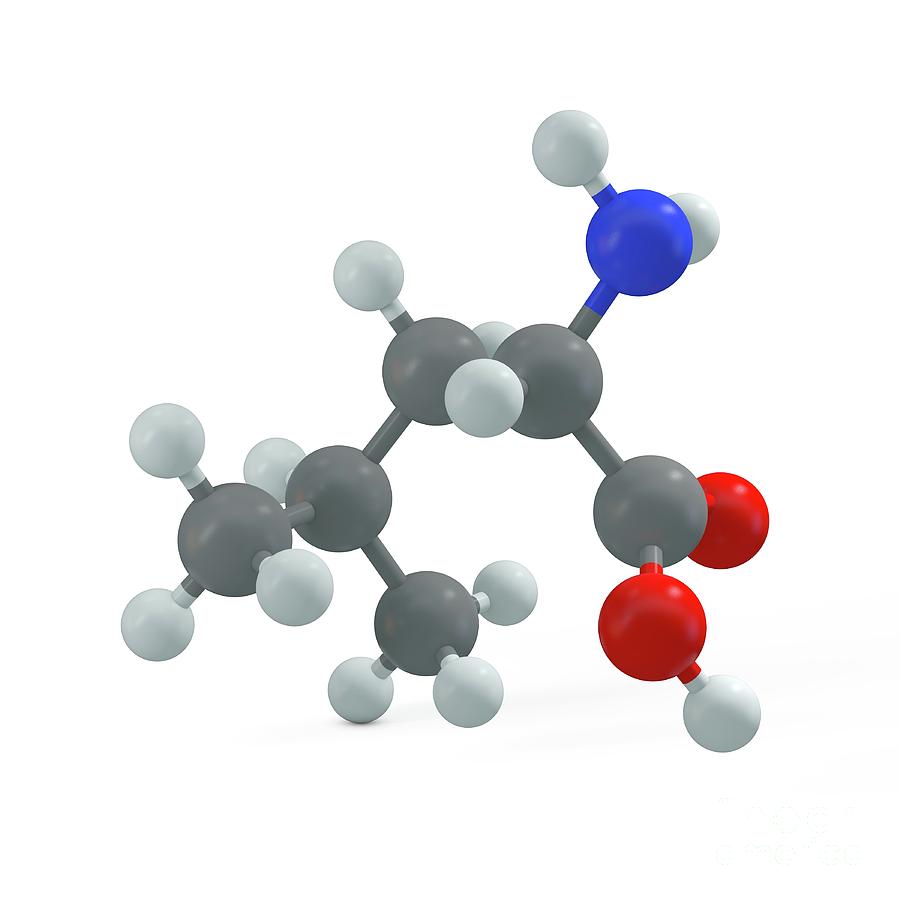 Leucine Molecule Photograph By Adam Brackenbury Science Photo Library