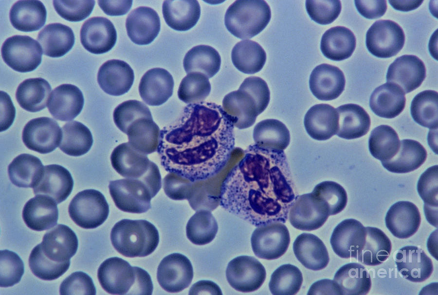 Light Micrograph Showing Two Neutrophils Photograph By John Durham