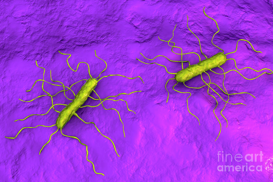 Listeria Monocytogenes Bacteria Photograph By Kateryna Kon Science