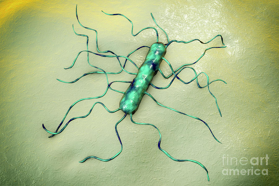 Listeria Monocytogenes Bacterium Photograph By Kateryna Kon Science