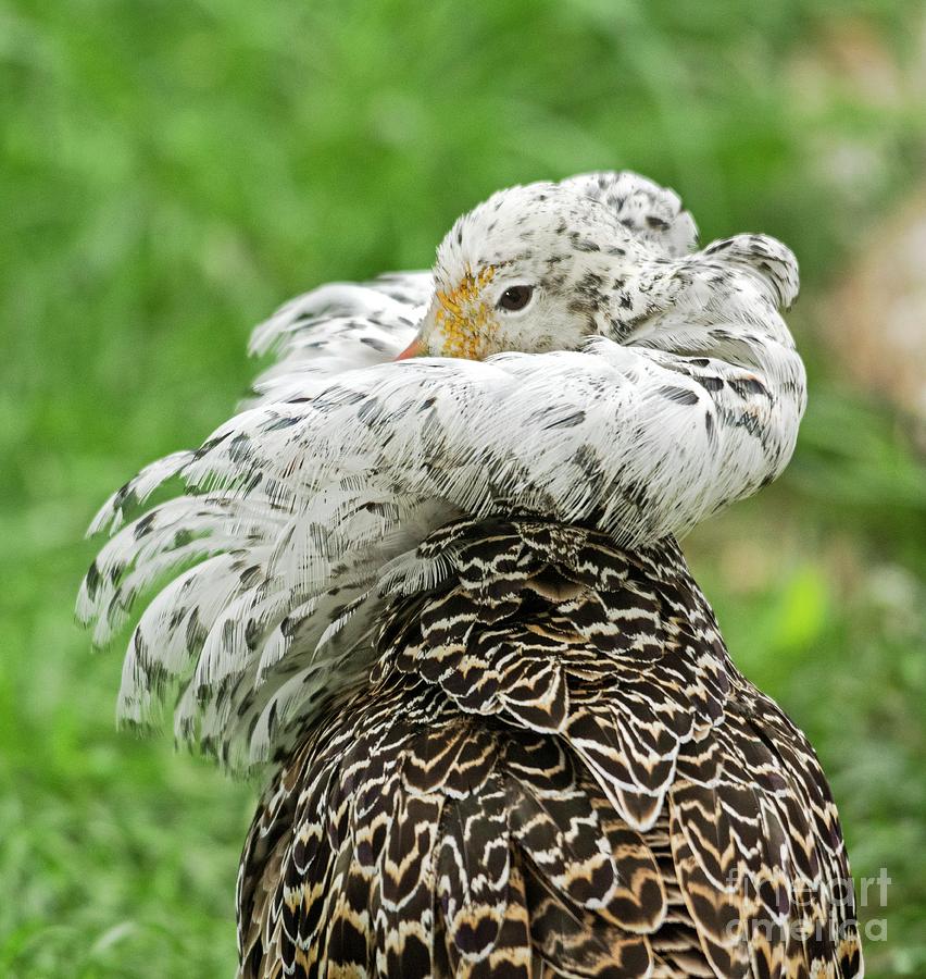 Male Ruff In Breeding Plumage Photograph By Brian Gadsby Science Photo