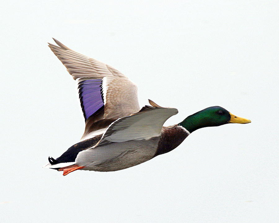 Mallard Duck In Flight Photograph By Rob Wallace Images Fine Art America