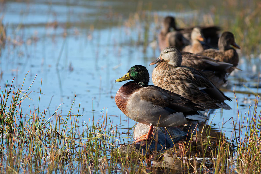 Mallard Ducks At Kolob Photograph By Maria Jeffs Fine Art America