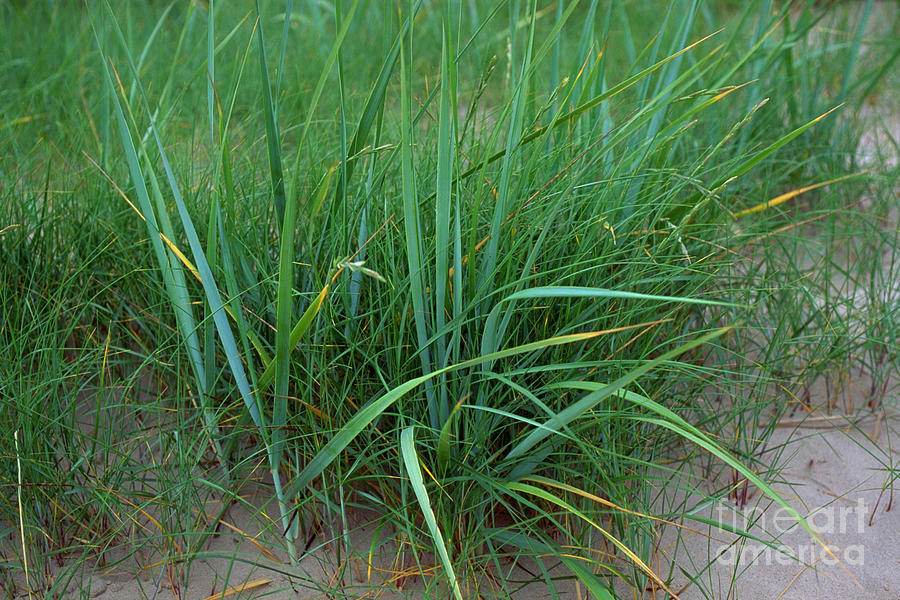 Marram Grass Photograph By Henry Thomson Science Photo Library