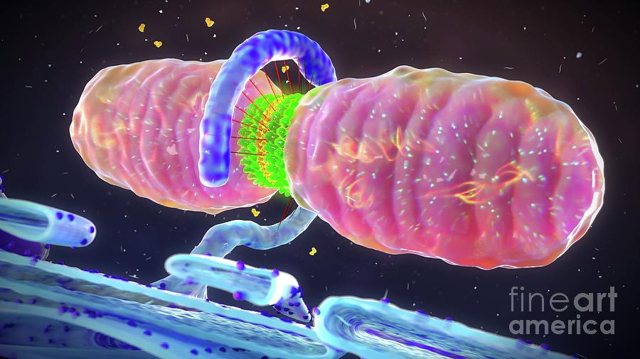 Mitochondrial Fission Photograph By Nanoclustering Science Photo