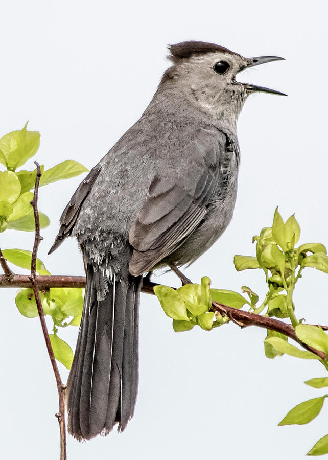 Mockingbird Singing Photograph By Matthew Allen Fine Art America