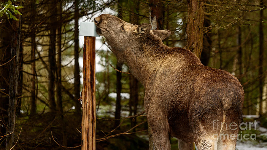 Mineral lick for deer