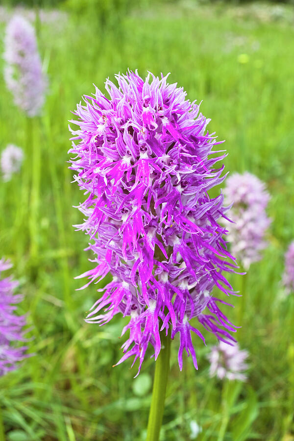 Naked Man Orchid Mount Argentario Tuscany Italy Photograph By Paul