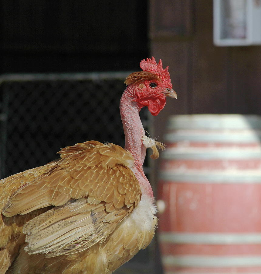 Naked Neck Chicken By Cathy Lindsey Lupon Gov Ph