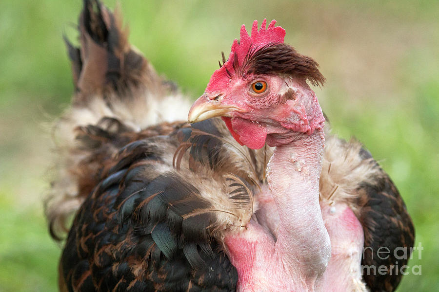 Naked Neck Chicken Photograph By Jeannette Hunt Pixels