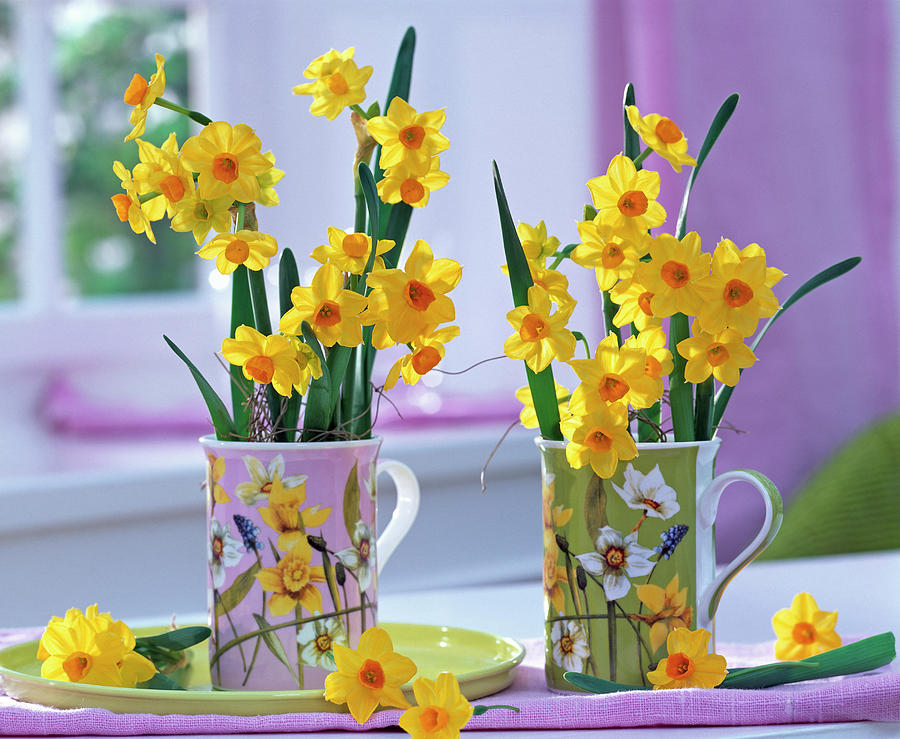 Narcissus Jonquilla Martinette In Cups With Narcissus Motif