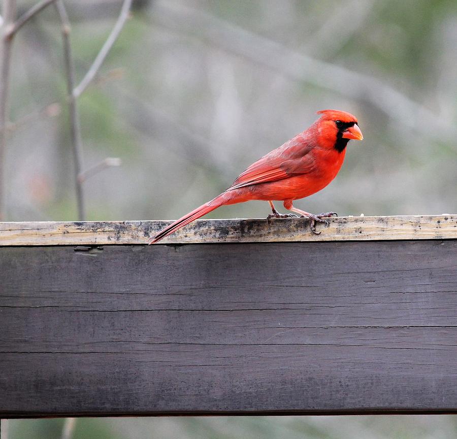 Northern Cardinal Ohio Portrait Photograph By Nancy Spirakus Fine Art