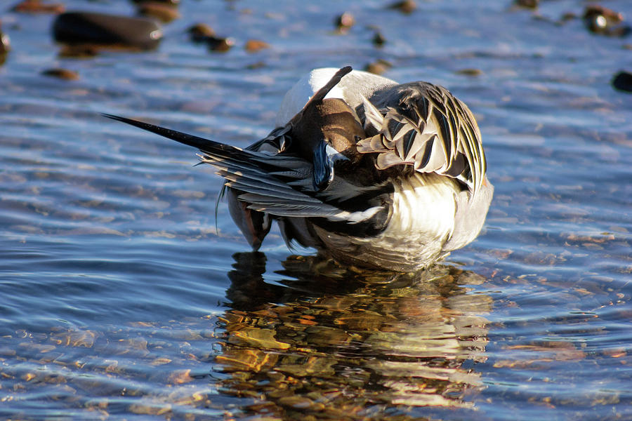 northern-pintail-grooming-judit-dombovar