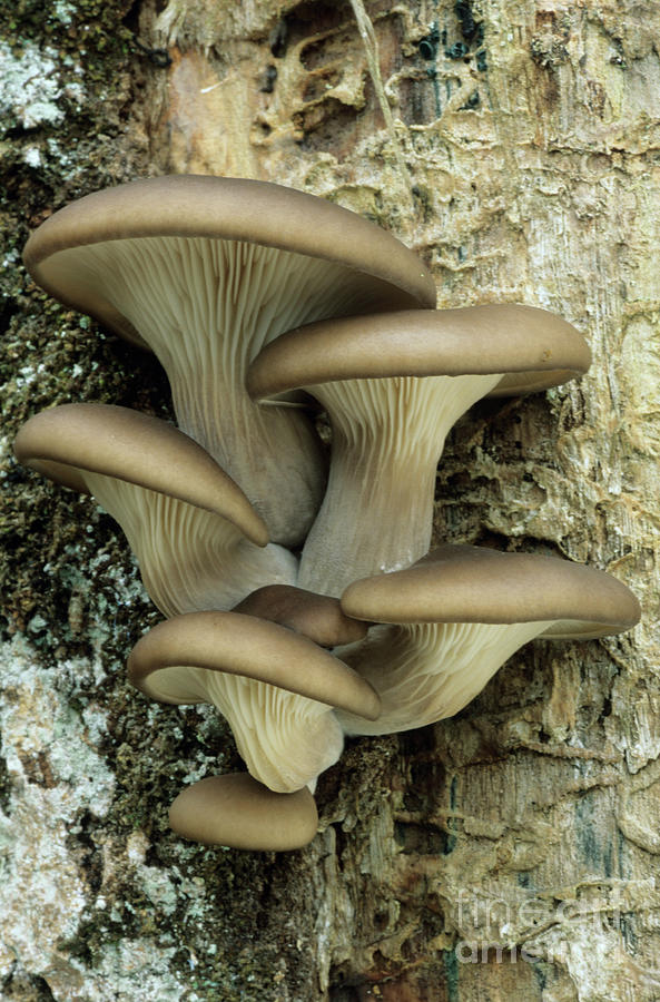 Oyster Mushrooms By John Wright Science Photo Library