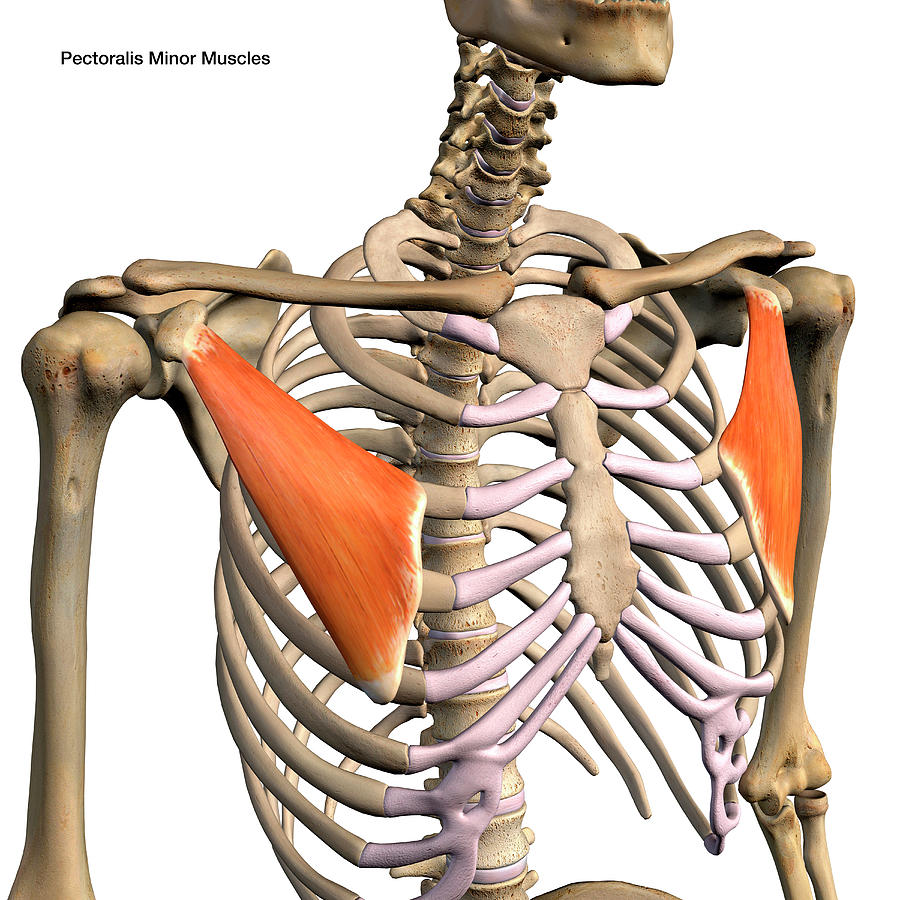 Pectoralis Minor Muscles Isolated Photograph By Hank Grebe Pixels 1300 Hot Sex Picture 4557