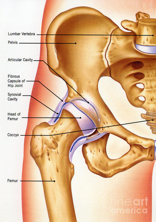 Pelvis Anatomy Photograph By John Bavosi Science Photo Library Pixels