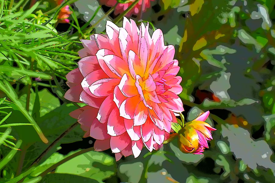 Pink Dahlia Straight From The Camera Photograph By Cathy Mahnke