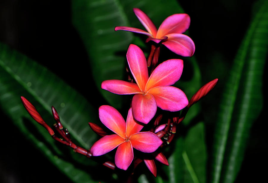 Plumeria 014 Photograph By George Bostian Fine Art America