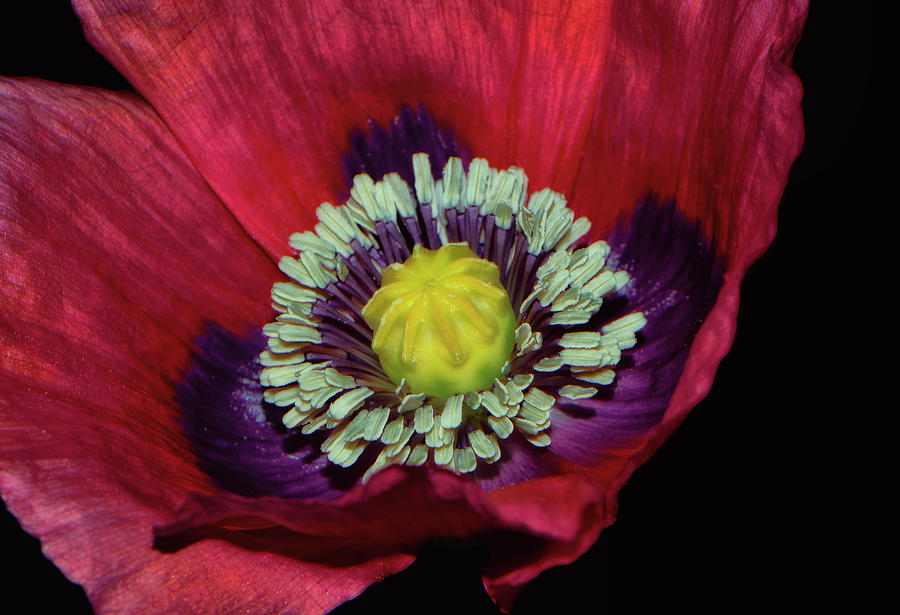 Poppy 060 Photograph By George Bostian Fine Art America