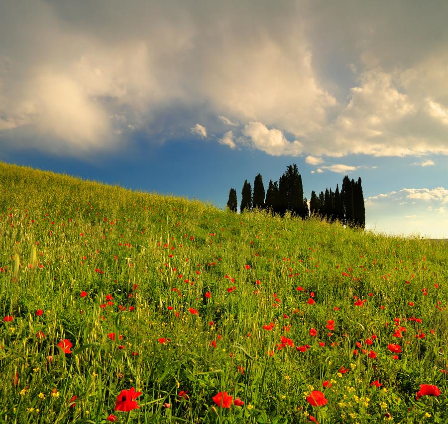 Poppy Field In Tuscany By Jan Zwilling