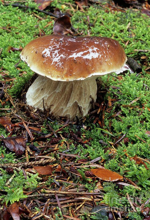 Porcini Mushroom By John Wright Science Photo Library