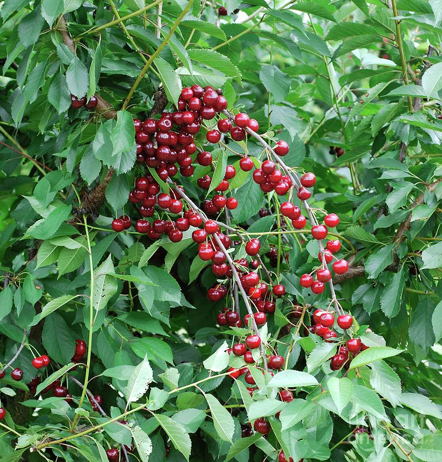 Prunus Cerasus Kelleriis Photograph By Bildagentur Online Mcphoto