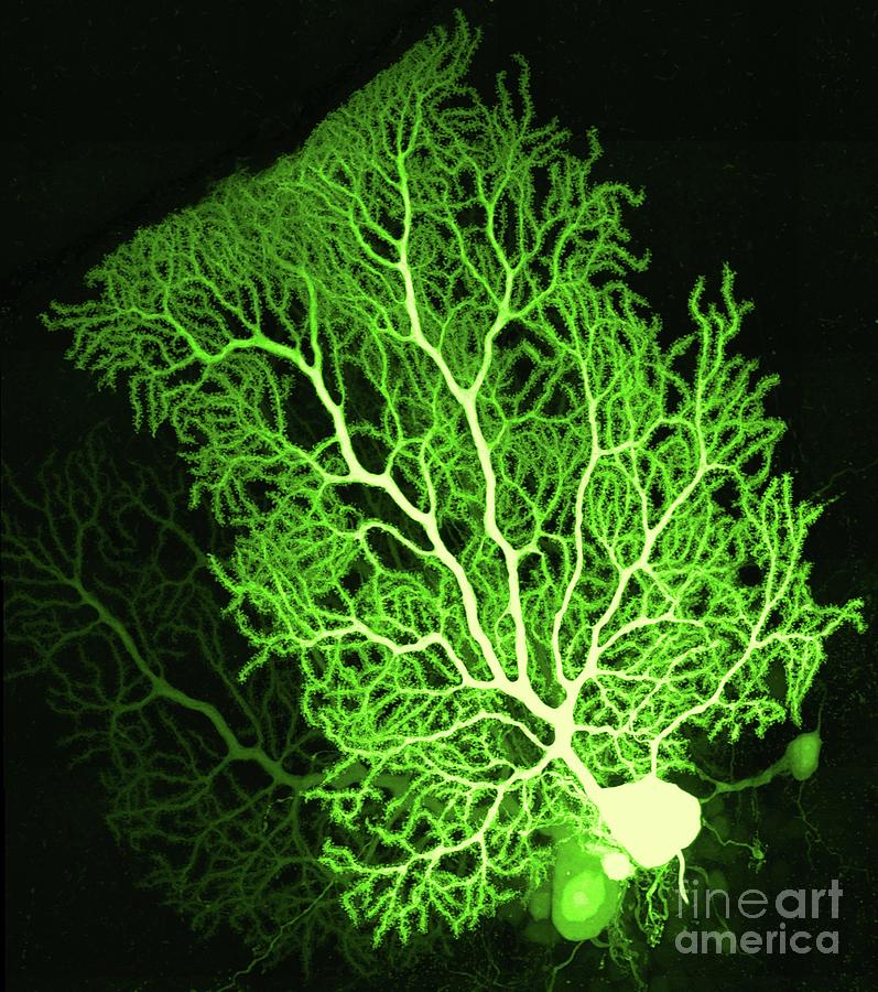 Purkinje Nerve Cell Photograph By Thomas Deerinck Ncmir Science Photo