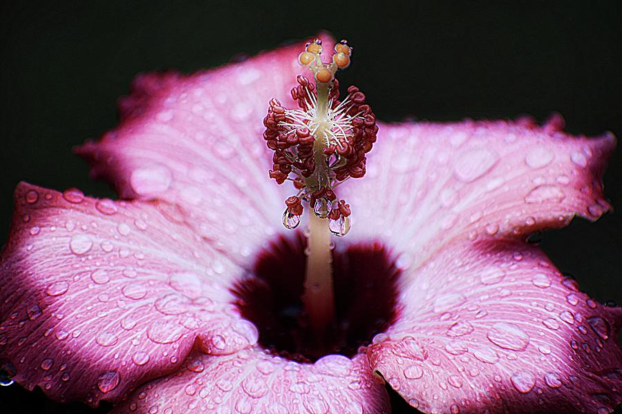 Rain Soaked Hibiscus Photograph By Sheri McLeroy Fine Art America