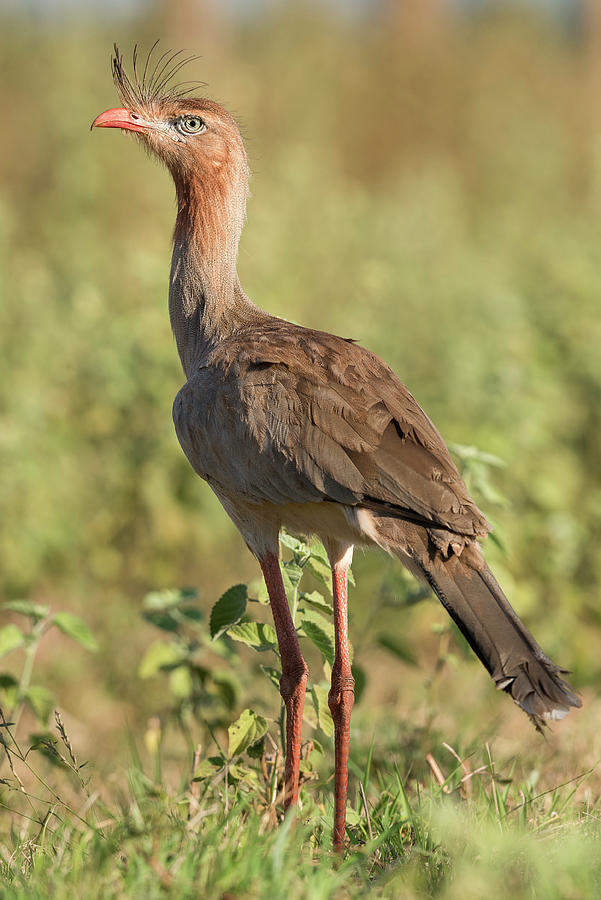 Red Legged Seriema Cariama Cristata Photograph By Nick Garbutt