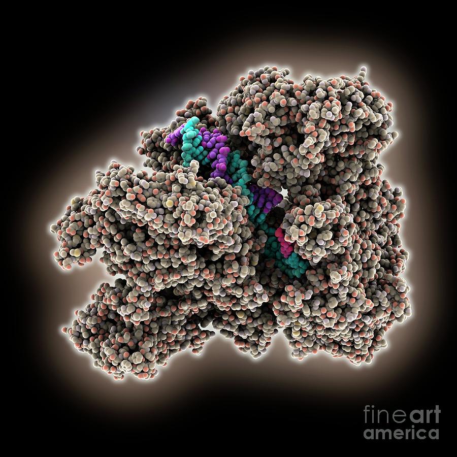 Rna Polymerase Complexed With Dna And Rna Photograph By Laguna Design