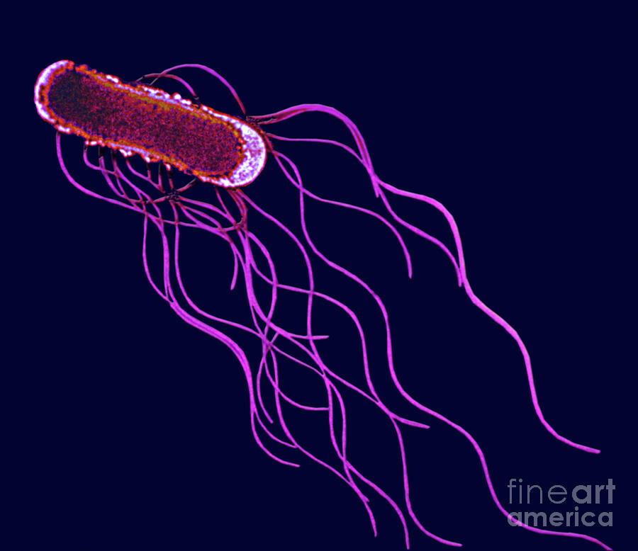 Salmonella Typhi Bacteria