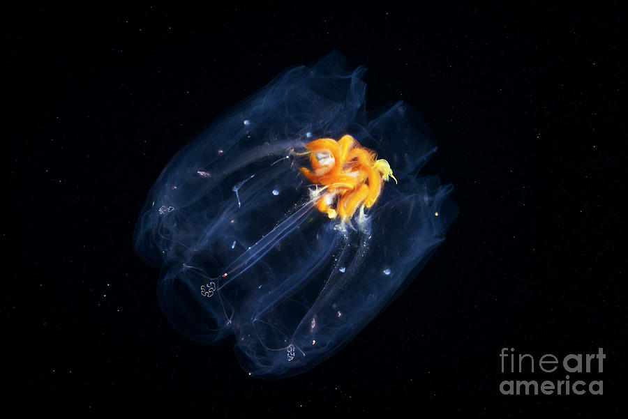 Salp By Alexander Semenov Science Photo Library