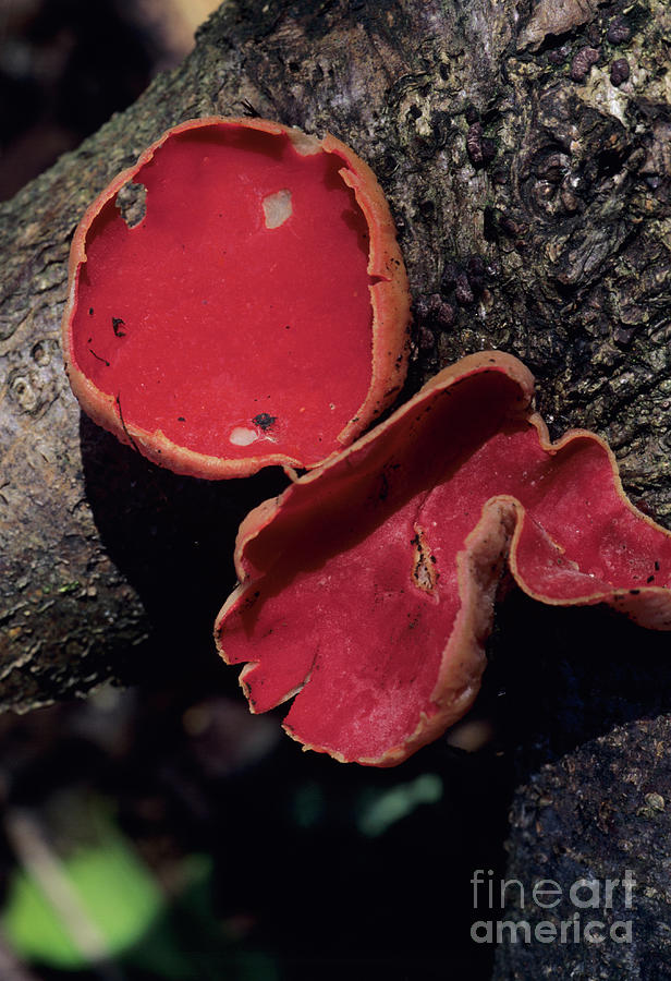 Scarlet Cup Mushroom By John Wright Science Photo Library