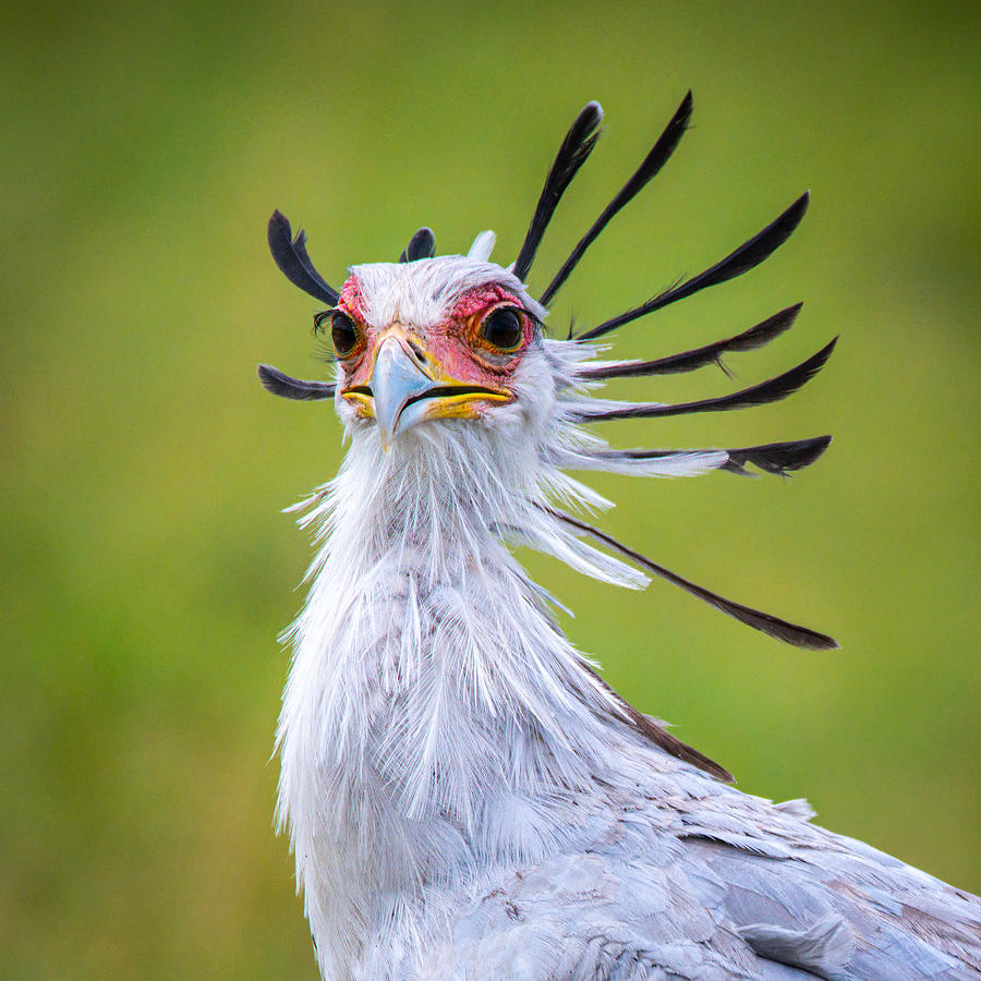 Secretary Bird Photograph By Amro Fine Art America