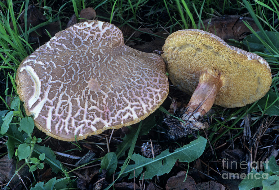 Sepia Bolete Fungi By John Wright Science Photo Library