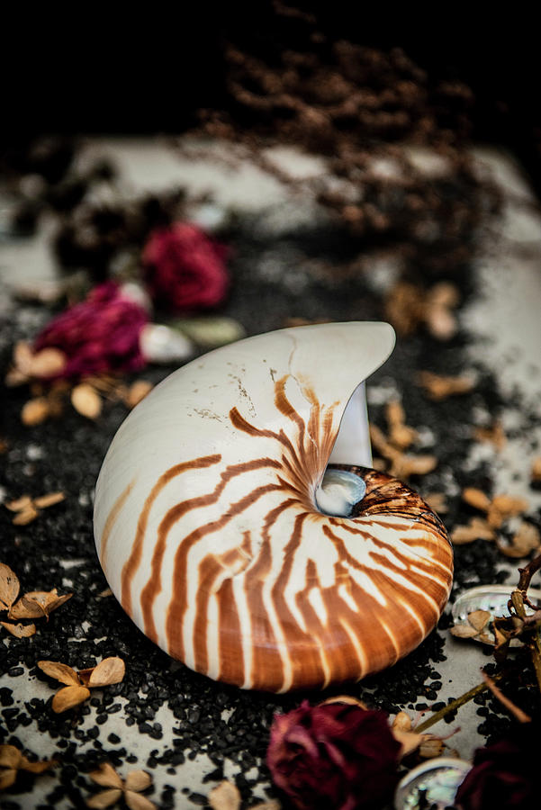 Shell Of The Chambered Nautilus Also Called The Pearly Nautilus