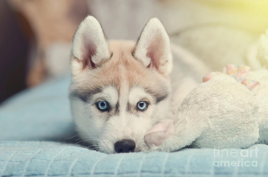 Blue Eyes White Siberian Husky Lupon Gov Ph